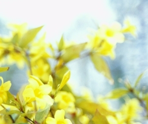 �N���W�b�g�J�[�h�̎萔���̕��S